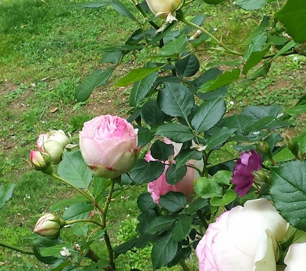 FESTA DELLE ROSE A CASACOCO’ – Ultimi giorni per prenotare